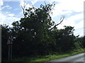 Trees beside the Riseley to Bletsoe road