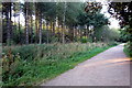 Path through the forest