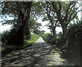SU4500 : Ancient oaks bestride Stanswood Road by Stuart Logan