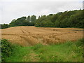 Wheat field ready for harvest near Margam