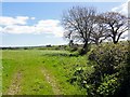 Silage Grass Field near Shorter Cross