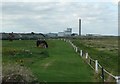 Mare and foal on Newbiggin Moor