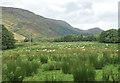 Sheep grazing near Clachan Farm