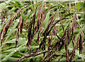 J3470 : Grass seed heads, Lagan towpath, Belfast by Albert Bridge