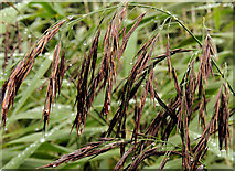J3470 : Grass seed heads, Lagan towpath, Belfast by Albert Bridge