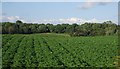 Farmland by the A5