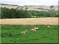 Haugh beside the Deveron