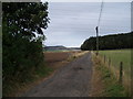 Small plantation below the Sidlaws