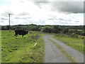 H6411 : Cow, Cabragh by Kenneth  Allen