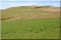 SO0958 : Upland grazing, Gilwern Hill by Philip Halling