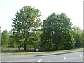 Portal Road trees donated by former mayors of Monmouth