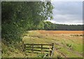 Edge of Dunsinnan Wood