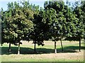 Trees by Cycle Track