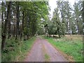 Road, Dunsinnan Wood