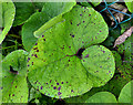 Butterbur leaves, Cultra