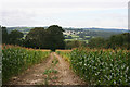 Maize above Chaffcombe Gate Farm