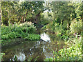 River Crane backwater