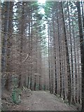 J3729 : Tall trees in Donard Wood by Eric Jones