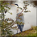 Grey Heron, Peak Forest Canal