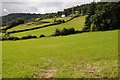 Hillside above Tal-y-Bont