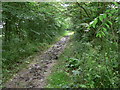 Muddy footpath through the trees