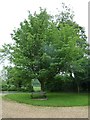 Seat on the green opposite the parish church (summer)