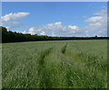 Grassland near Glebe Farm