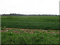 Rabbit proof fence