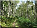 Path through birch wood