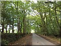 Minor road through Wiscombe Wood