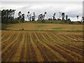 Defoliated potato field