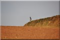 Mid Devon : Field & Owl Ornament