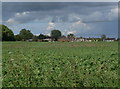 Farmland on the edge of Asfordby