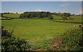 Pasture, Higher Bruckland Farm