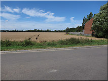 TL5586 : Wheat field by Hugh Venables
