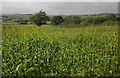 Maize by Combpyne Road