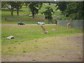 Giraffes in Longleat Safari Park