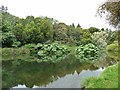 S7218 : The Lake, JF Kennedy Memorial Arboretum by Oliver Dixon