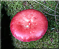 NR8931 : Fungus by Anne Burgess