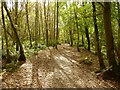 Path through Duchess Wood