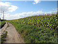 Footpath to Clipstone House