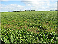 Poppies in sugar beet crop