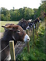 Feeding Time At The Scottish Borders Donkey Sanctuary