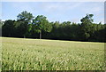 Wheat field