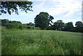 Wheat field