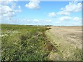 Vegetation-choked drainage channel on Eastchurch Marshes