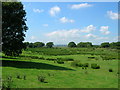 Rush pasture near Gowerton