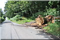 Large tree roots on a narrow country lane