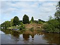 Felled trees, east bank of the Severn