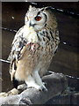 Eagle Owl Feeding on Chick at Small Breeds Farm and Owl Centre, Kington, Herefordshire